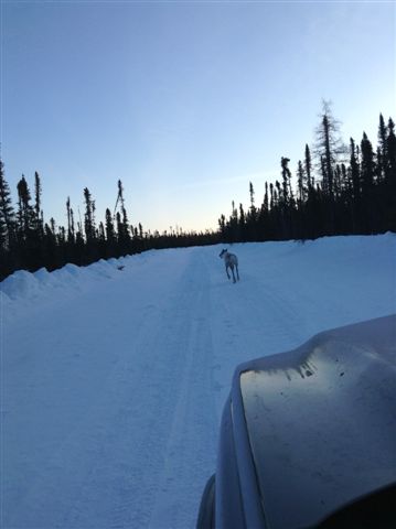 CARIBOU